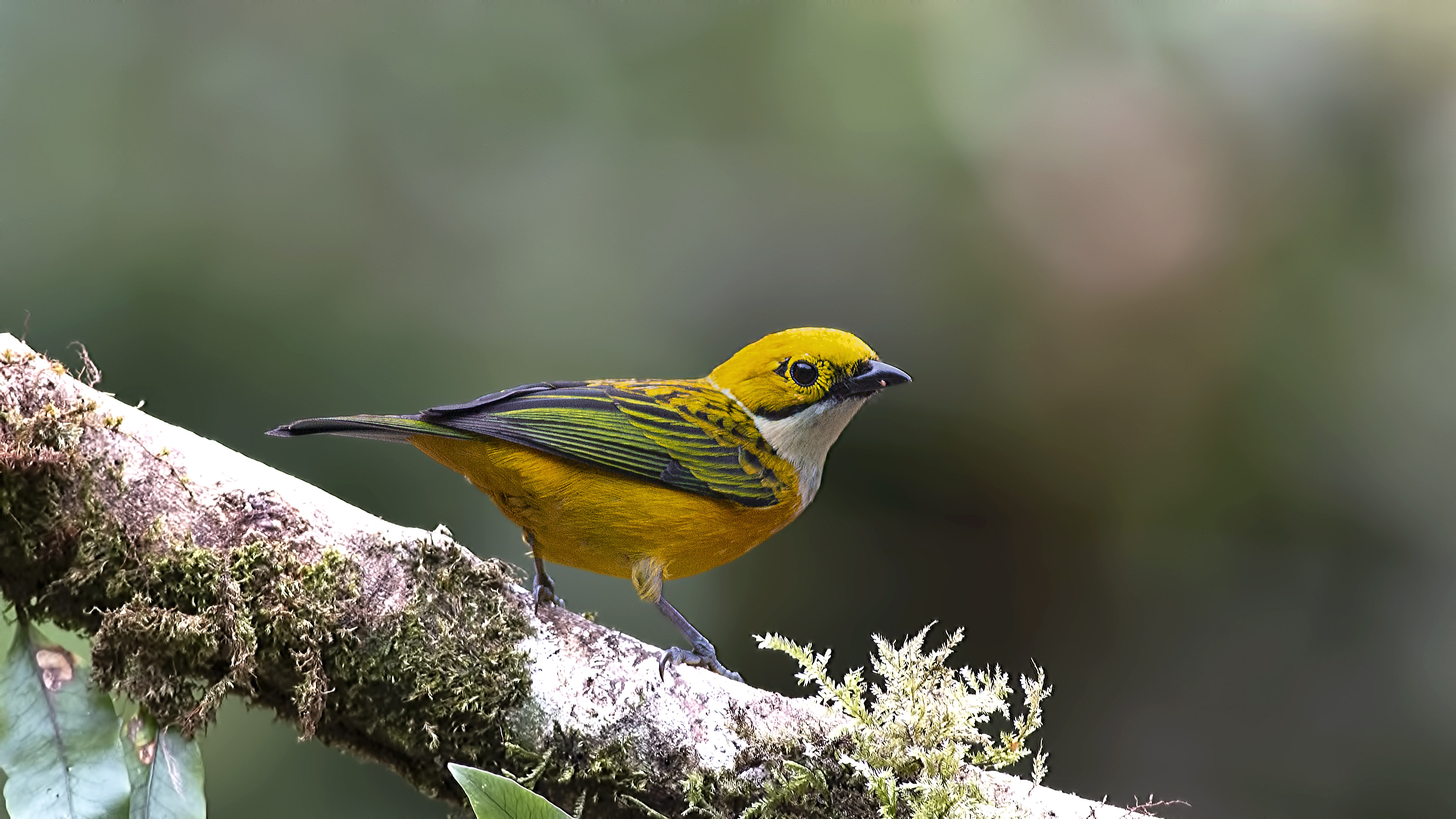Silver-throated Tanager